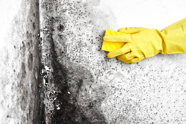 Why You Should Choose Our Mold Remediation Services in South Shore, KY